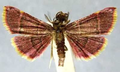 Rhynchopygia kwangtungialis (Caradja, 1933)
