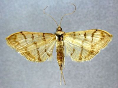Pagyda griseotincta (Caradja, 1939)