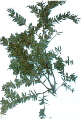 tisă; Taxus baccata (Linnaeus, 1753)