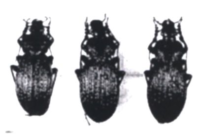carabus alutensis; Carabus (Morphocarabus) alutensis, ord. Coleoptera, fam. Carabidae (Săvulescu, 1972)