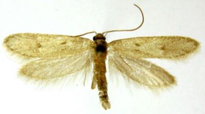 Symmoca turana (Caradja, 1920)