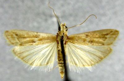 Heterographis fathmella var. diminutella (Chrétien, 1910)