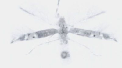 Cosmopterix turbidella (Rebel, 1896)