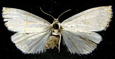 Calamotropha sienkiewiczi (Bleszynski, 1961)