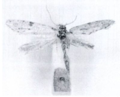 petalogarphis meridionalis; Petalographis meridionalis (Zagulajev, 1962)