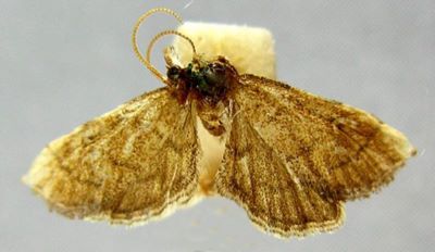 Metasia berytalis (Caradja, 1926)