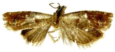 Epinotia evidens (Kuznetsov, 1971)