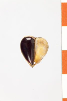 aplică