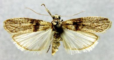 Salebria atritorella (Zerny, 1914)