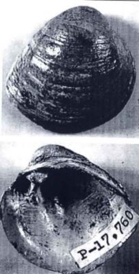 psilunio excellentis - holotip; Psilunio (Cyclopotamida) excellentis (Papaianopol, 1992)