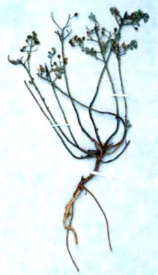 ciucușoară; Alyssum borzeanum (Nyar, 1926)