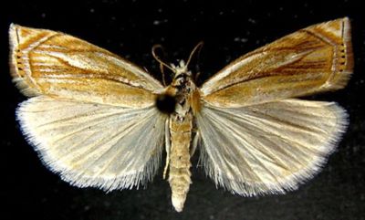 Crambus uliginosellus f. infuscatellus (Caradja, 1910)