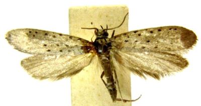 Hyponomeuta cinefacta (Meyrick, 1935)