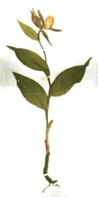 papucul doamnei; Cypripedium Calceolus (L.)