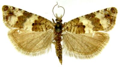 Epiblema couleruana var. castiliana (Caradja, 1916)