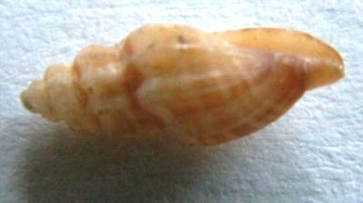 Cythara (Cytharella) costata (Pennant, 1774) syn. Mangelia pontica (M.)