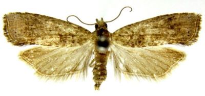 Ancylis latipennis var. ussuriensis (Caradja, 1916)
