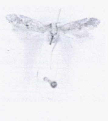 Dhahrania litorella (Amsel, 1935)