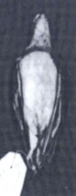Charadrius hiaticula hiaticula (Linnaeus, 1758)