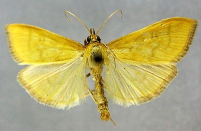 Pyrausta flavalis var. cuencalis (Caradja, 1916)