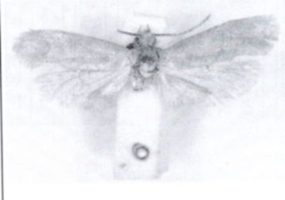 Ceratophaga haidarabadi (Zagulajev, 1966)