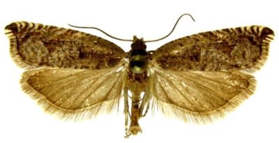 Ancylis unguicella var. cuencana (Caradja, 1916)
