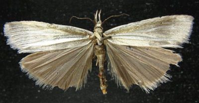 Crambus rostellus var. nigerrimus (Caradja, 1916)