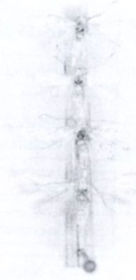 Elachista lastrella (Chrétien, 1896)