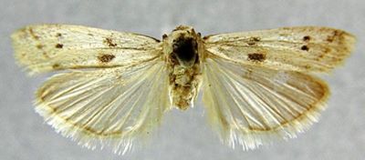 Homoeosoma binaevella var. ciliciella (Caradja, 1910)