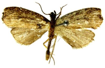 Proschistis stygnopa (Meyrick, 1935)