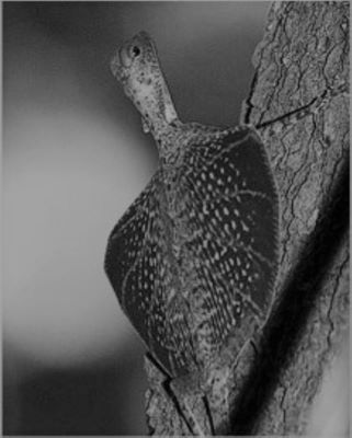 șopârlă zburătoare; Draco melanopogon