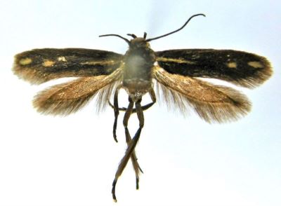 Scythris taurella (Caradja, 1920)