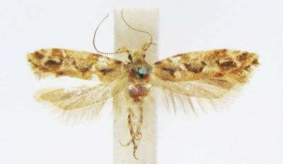 Ornativalva indica (Sattler, 1967)