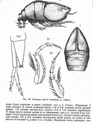 Lamprops affinis (Lomakina, 1958)