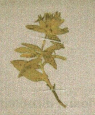 ghințură; Gentiana phlogifolia (Schott. et Ky.)