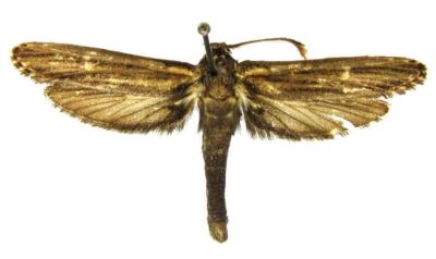 Aeolarcha eophthalma (Meyerick, 1931)
