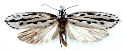 Ethmia maculata (Sattler, 1967)