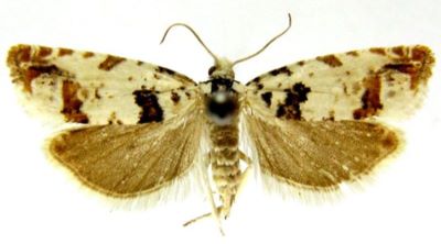 Steganoptycha nigromaculana var. ussuriana (Caradja, 1916)