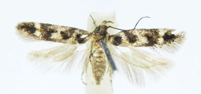 Lita mucronatella (Chretien, 1900)