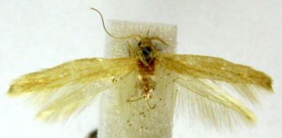 coleophora parthenica var. luridella; Coleophora parthenica (Meyerick, 1891) var. luridella (Chretien)