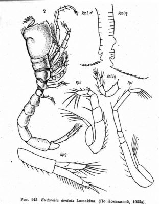 Eudorella dentata (Lomakina, 1955)