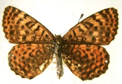 Melitaea didyma didyma (Esper,1779)