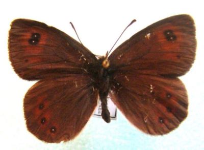 fluture; Erebia cassioides neleus (Freyer, 1833)