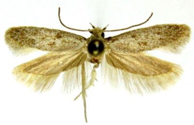 Symmoca paracedestiella (Caradja, 1930)
