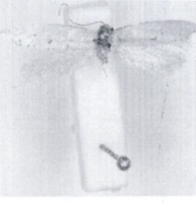 Myrmecozela hispanella (Zagulajev, 1971)