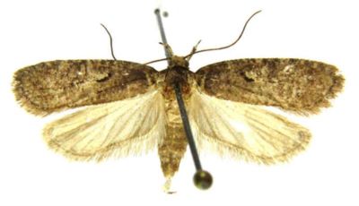 depressaria conterminella var. atrella; Depressaria conterminella (Zeller) var. atrella (Caradja, 1920)