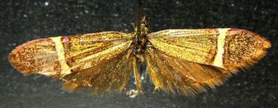 Nemotois augites (Meyrick, 1938)