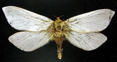 Hepialus humuli azuga (Pfitzner, 1913) nec (Caradja, 1913)