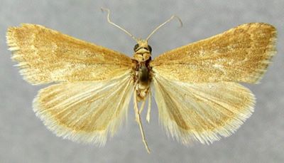 Pionea aksualis (Caradja, 1928)