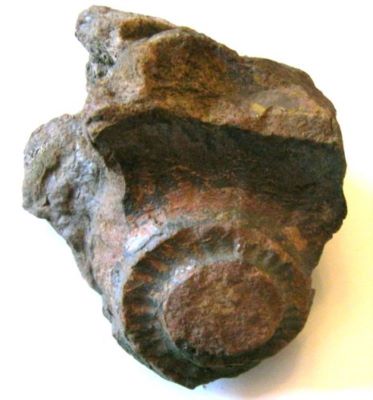 amonit; Katroliceras somalicum (Valduga, 1954)
